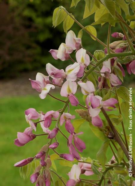 © Hortival Diffusion - Tous droits réservés