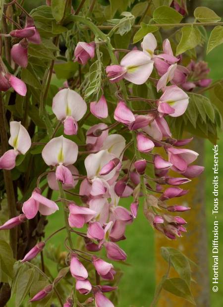 © Hortival Diffusion - Tous droits réservés