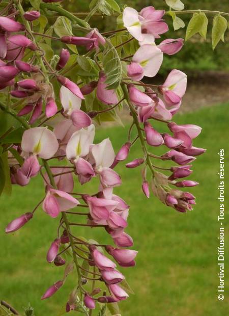 © Hortival Diffusion - Tous droits réservés