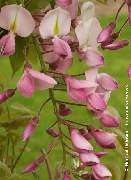 © Hortival Diffusion - Tous droits réservés