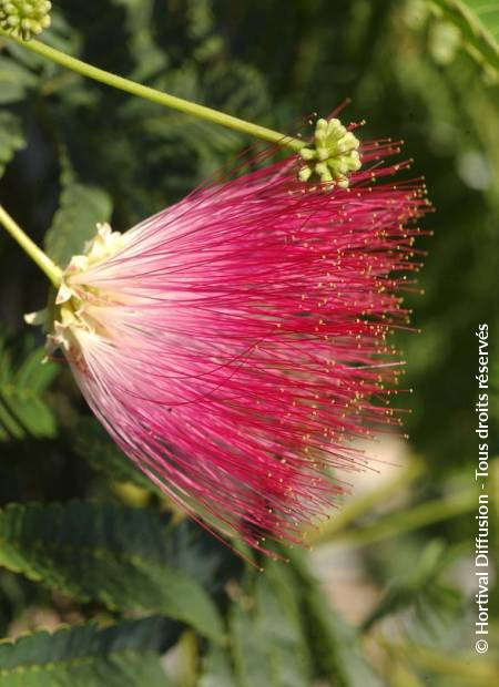 © Hortival Diffusion - Tous droits réservés