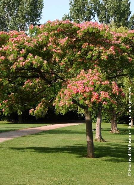 © Hortival Diffusion - Tous droits réservés