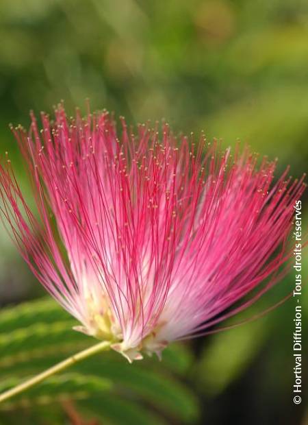 © Hortival Diffusion - Tous droits réservés