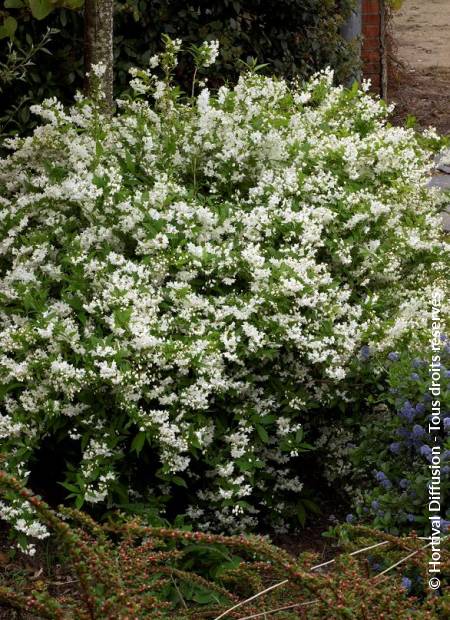 © Hortival Diffusion - Tous droits réservés