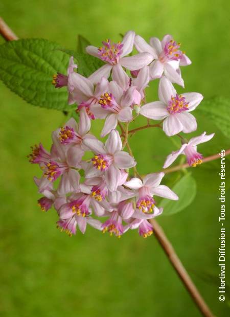 © Hortival Diffusion - Tous droits réservés