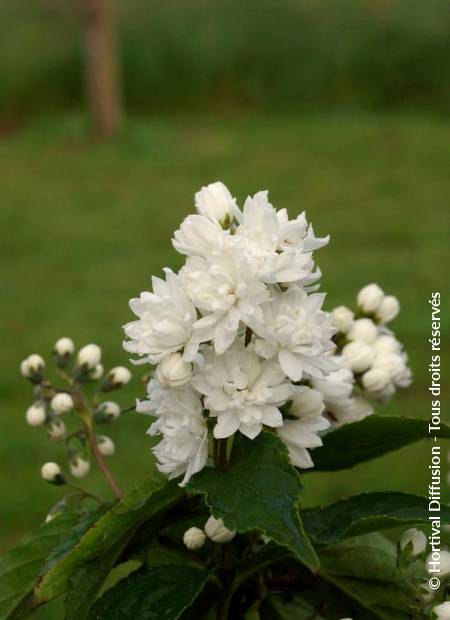 © Hortival Diffusion - Tous droits réservés