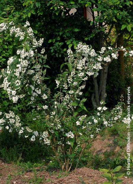 © Hortival Diffusion - Tous droits réservés