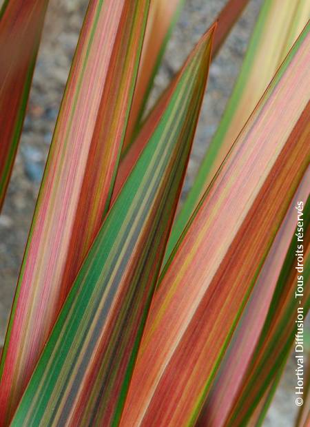 © Hortival Diffusion - Tous droits réservés