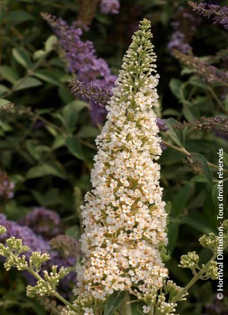 © Hortival Diffusion - Tous droits réservés