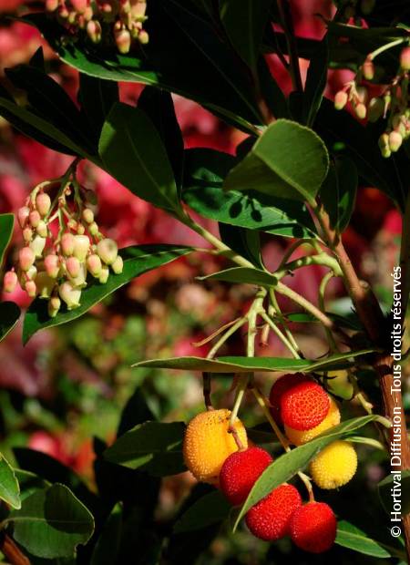 © Hortival Diffusion - Tous droits réservés