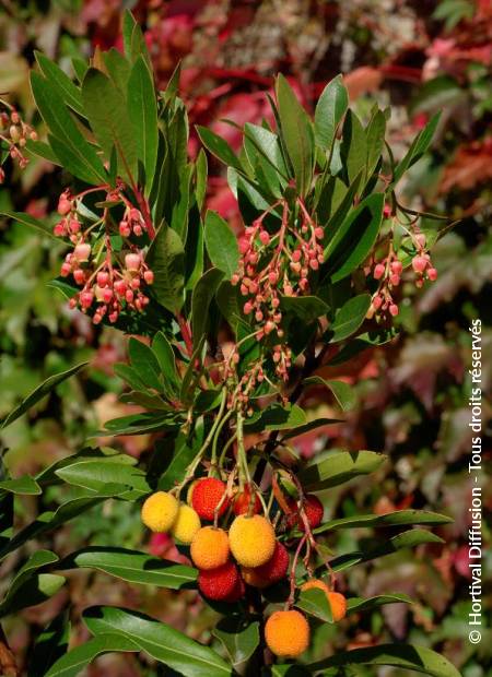 © Hortival Diffusion - Tous droits réservés