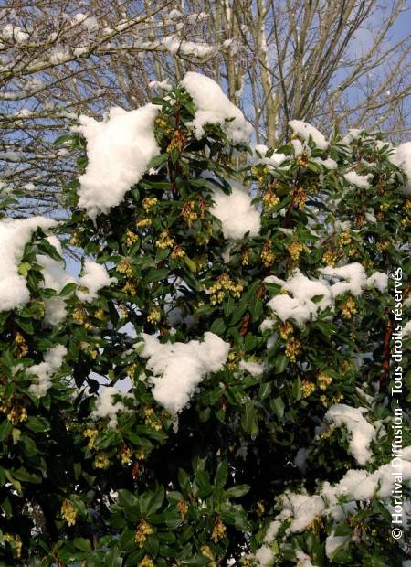 © Hortival Diffusion - Tous droits réservés