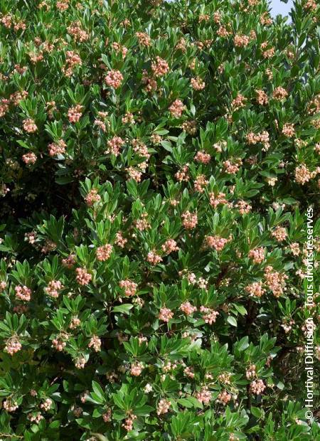 © Hortival Diffusion - Tous droits réservés