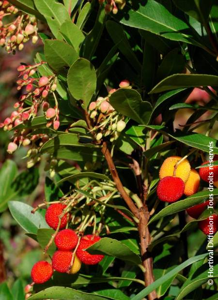 © Hortival Diffusion - Tous droits réservés