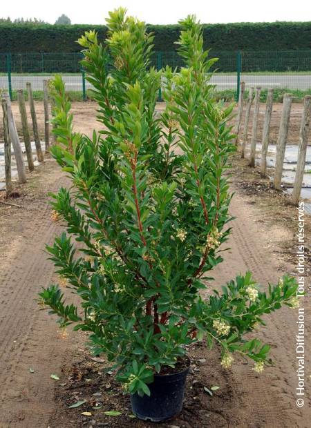 © Hortival Diffusion - Tous droits réservés