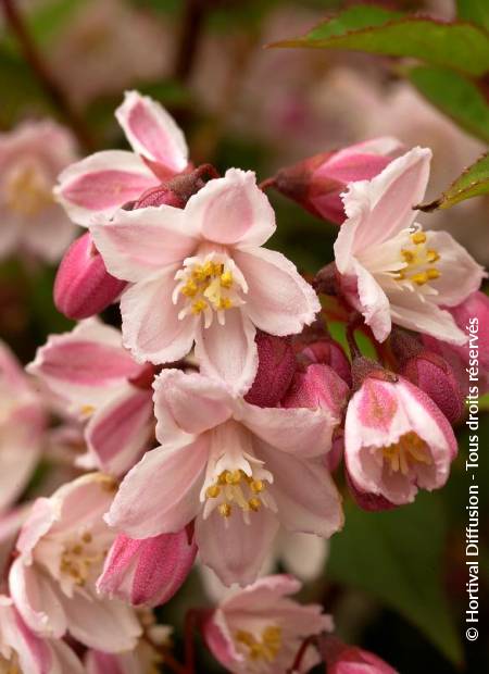 © Hortival Diffusion - Tous droits réservés