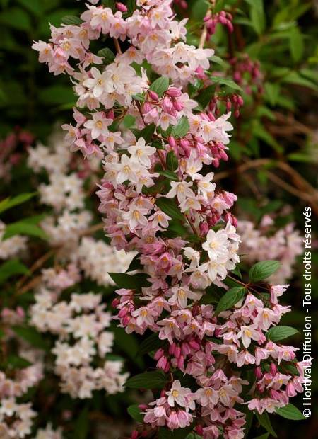 © Hortival Diffusion - Tous droits réservés