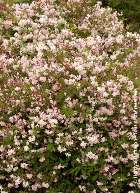 © Hortival Diffusion - Tous droits réservés