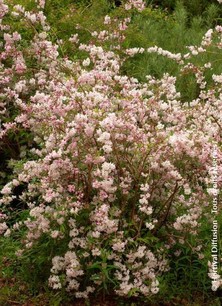 © Hortival Diffusion - Tous droits réservés