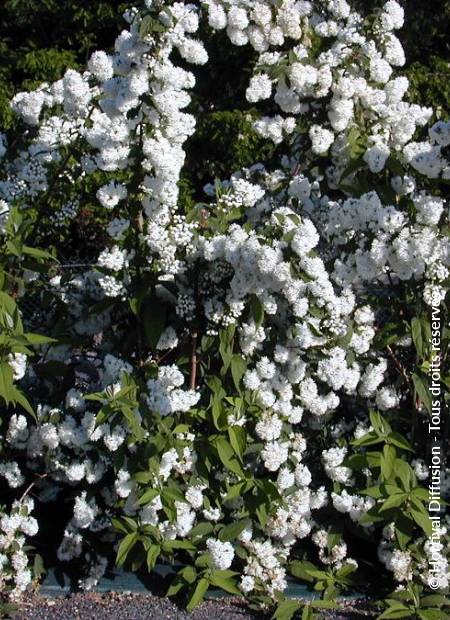 © Hortival Diffusion - Tous droits réservés