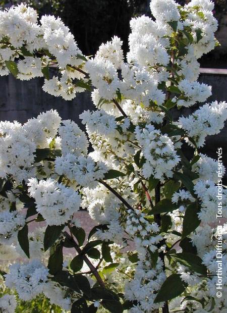 © Hortival Diffusion - Tous droits réservés