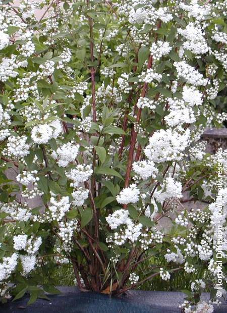 © Hortival Diffusion - Tous droits réservés