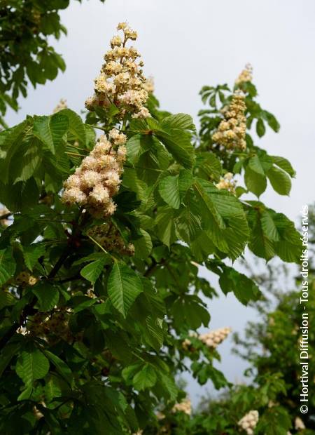 © Hortival Diffusion - Tous droits réservés