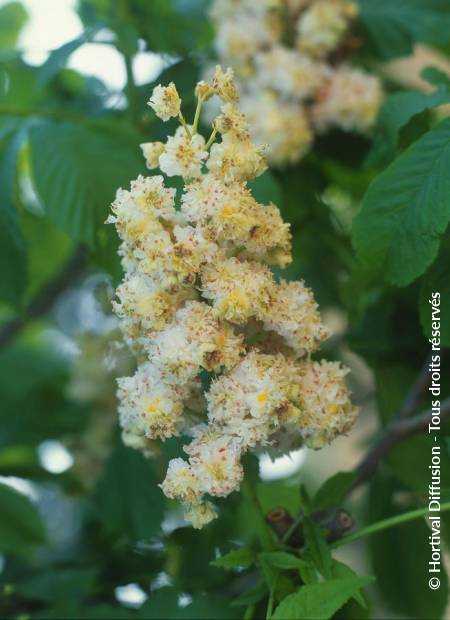 © Hortival Diffusion - Tous droits réservés