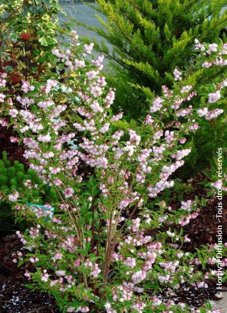 © Hortival Diffusion - Tous droits réservés