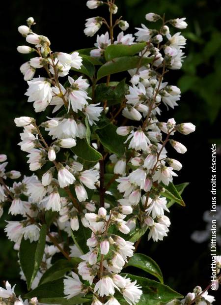 © Hortival Diffusion - Tous droits réservés