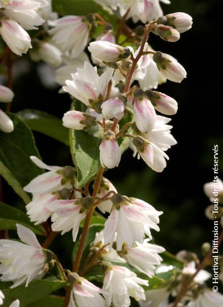 © Hortival Diffusion - Tous droits réservés