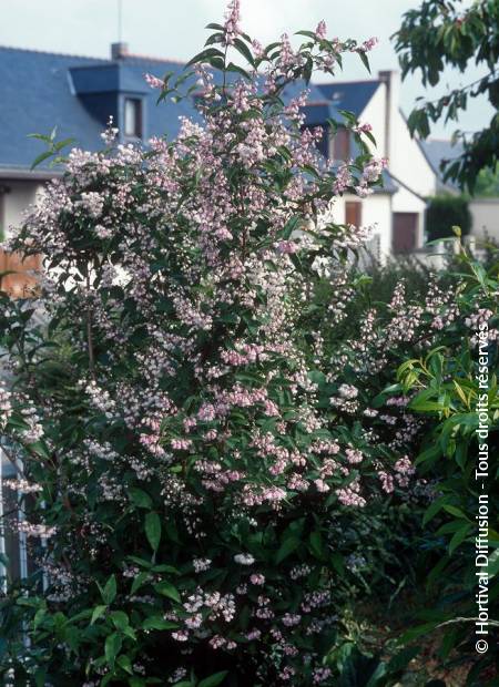 © Hortival Diffusion - Tous droits réservés