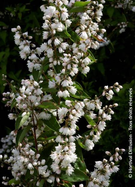 © Hortival Diffusion - Tous droits réservés