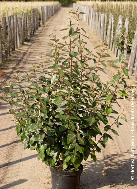 © Hortival Diffusion - Tous droits réservés