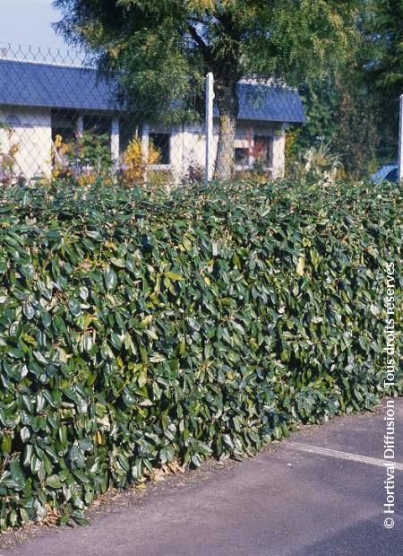 © Hortival Diffusion - Tous droits réservés