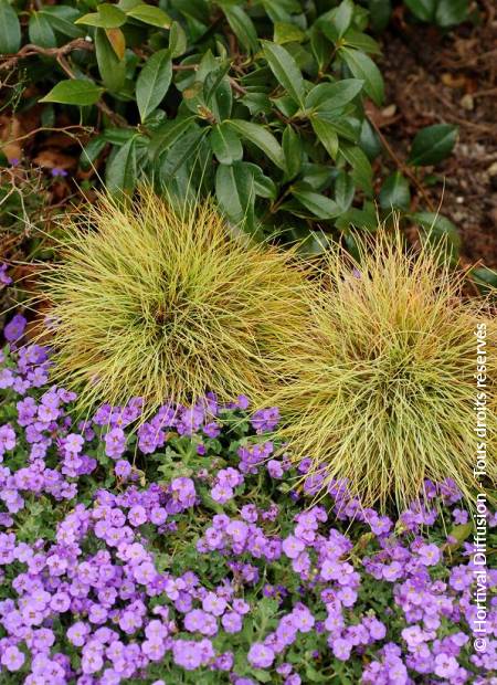 © Hortival Diffusion - Tous droits réservés