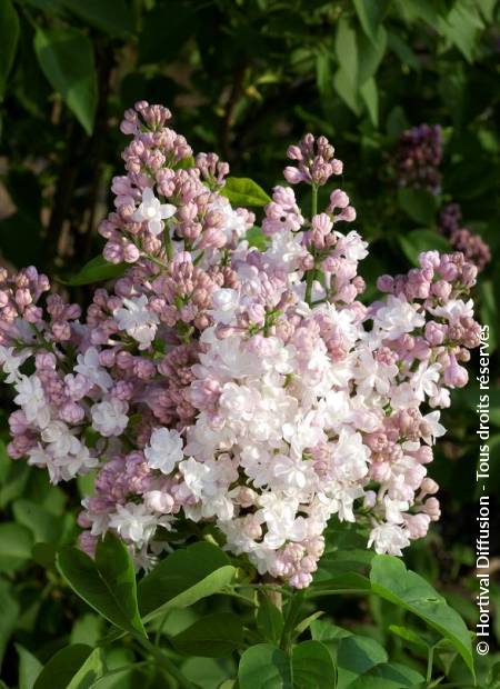 © Hortival Diffusion - Tous droits réservés