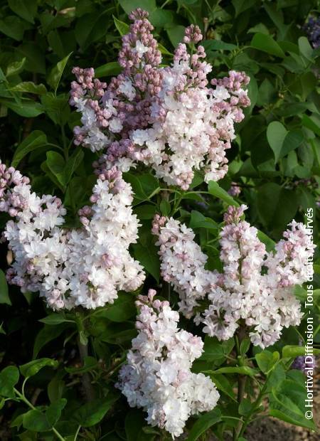 © Hortival Diffusion - Tous droits réservés