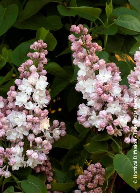 © Hortival Diffusion - Tous droits réservés