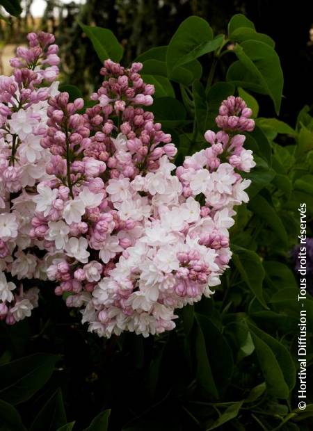 © Hortival Diffusion - Tous droits réservés