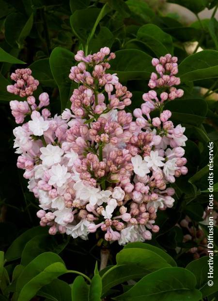 © Hortival Diffusion - Tous droits réservés