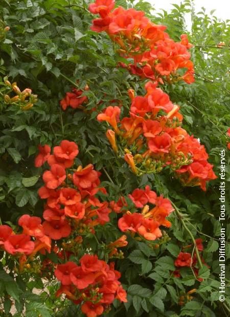 © Hortival Diffusion - Tous droits réservés