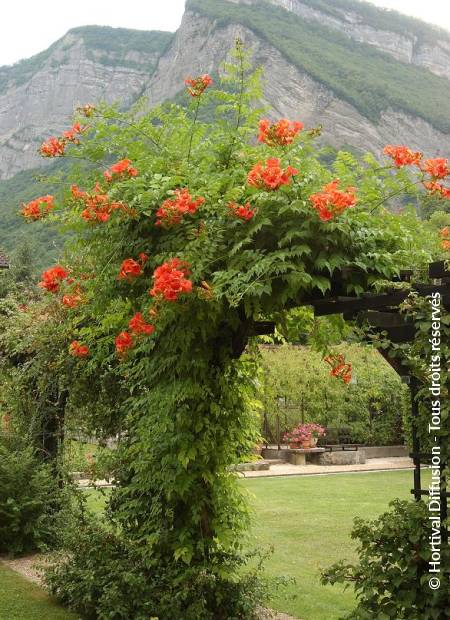 © Hortival Diffusion - Tous droits réservés