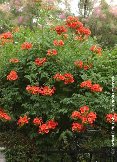 © Hortival Diffusion - Tous droits réservés