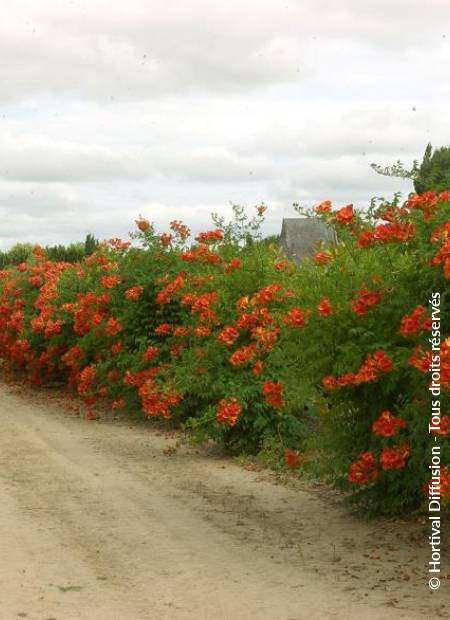 © Hortival Diffusion - Tous droits réservés