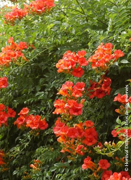 © Hortival Diffusion - Tous droits réservés