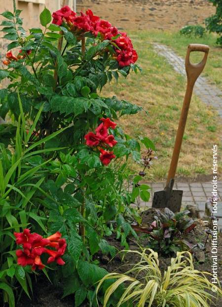 © Hortival Diffusion - Tous droits réservés