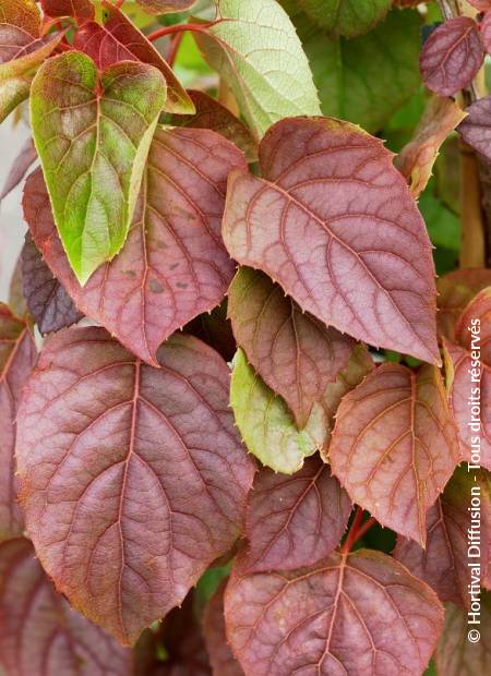 © Hortival Diffusion - Tous droits réservés