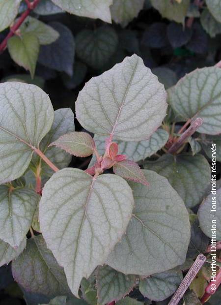 © Hortival Diffusion - Tous droits réservés