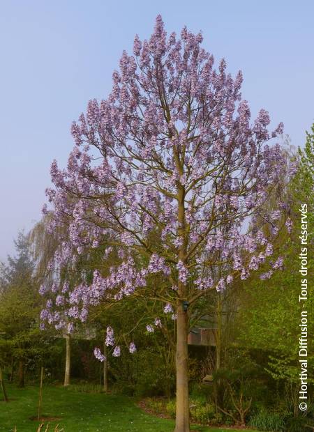 PAULOWNIA fortunei FAST BLUE (R) 'Minfast